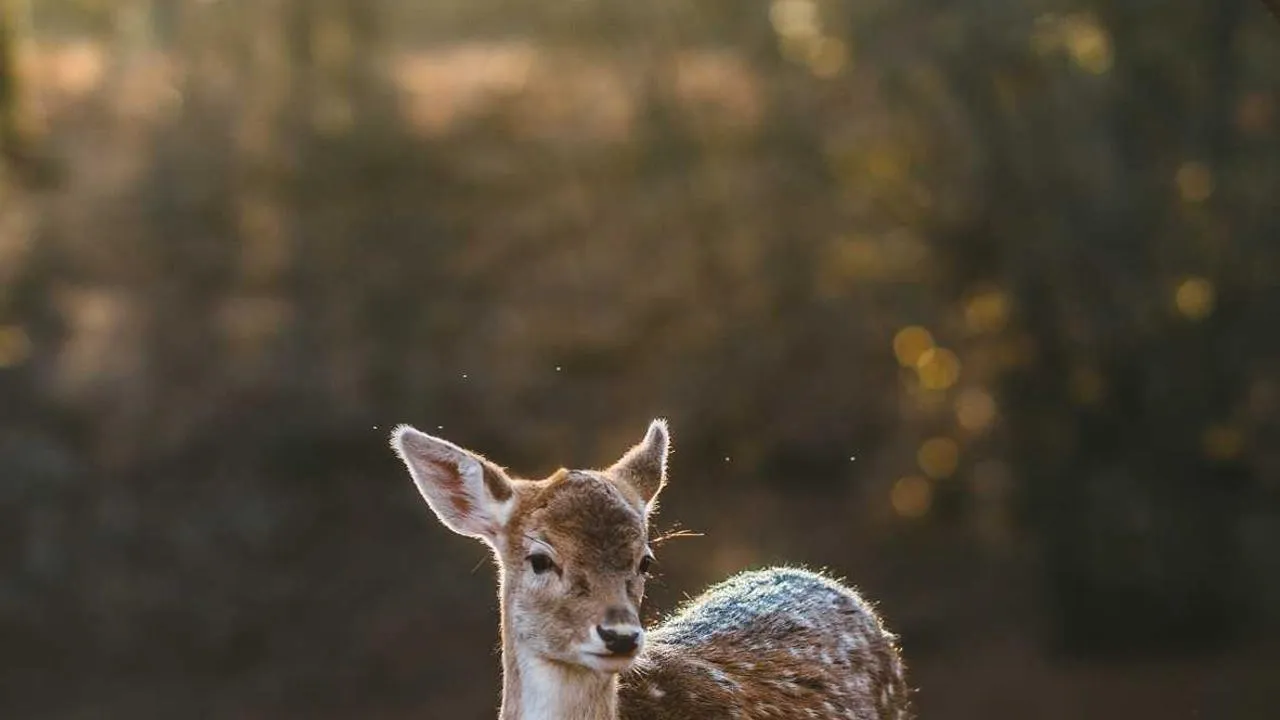 Przegląd prasy i komentarze do wydarzeń dnia