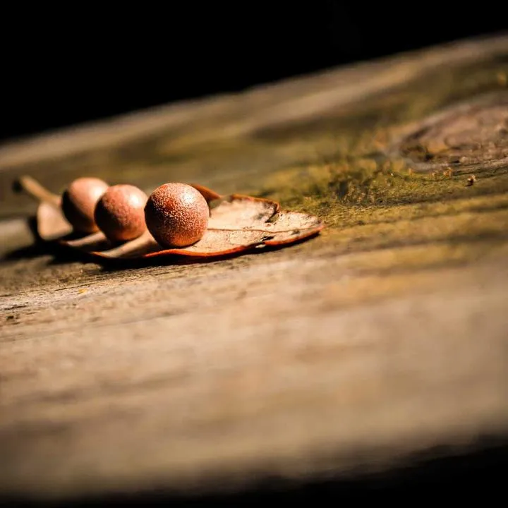 Mistrzostwa Polski w siatkówce